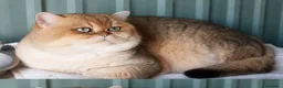 Británico de Pelo Corto gatos para monta: MONTA DE BRITISH SHORTAIR en Madrid - Anuncio 3