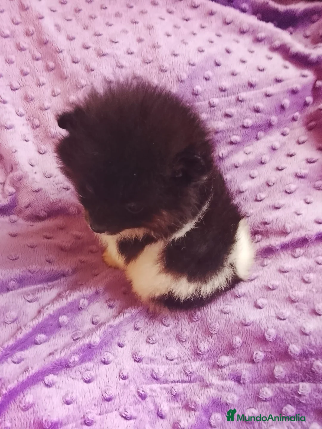 Pomerania perros en venta: Pomerania  - Anuncio 3