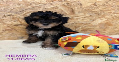 Caniche Toy perros - Propaganda 11