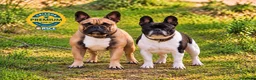 Bulldog Francés perros en venta: Cachorros de Bulldog Francés. - Anuncio 1