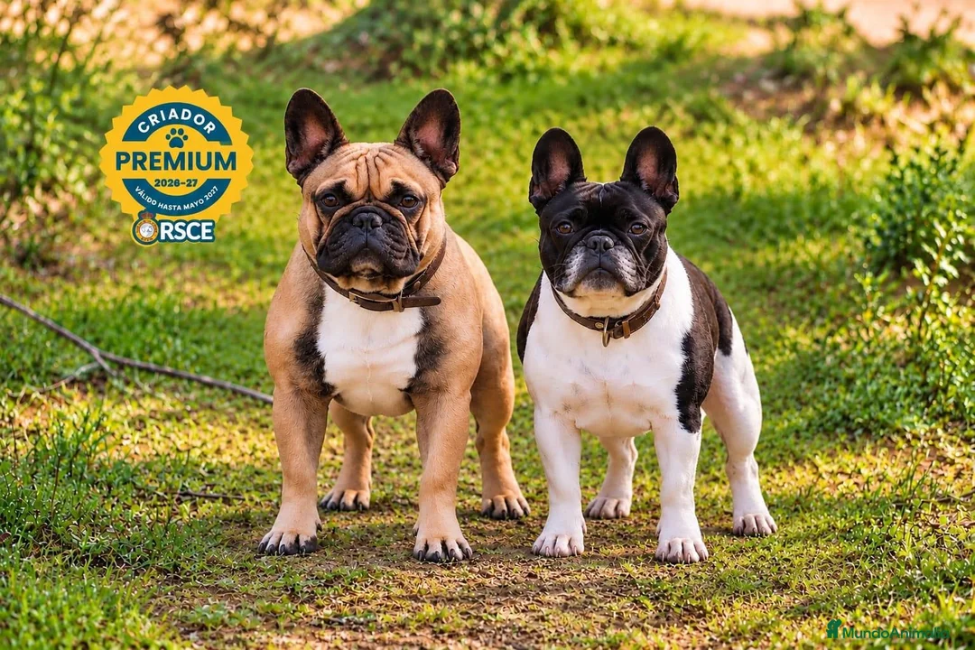 Bulldog Francés perros en venta: Cachorros de Bulldog Francés. - Anuncio 1
