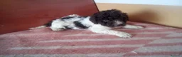 Perro de Agua Español perros en venta: PDA MARISMEÑOS - Anuncio 6