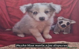 Border Collie perros en venta: Border collie clásico machos y hembras - Imagen 1
