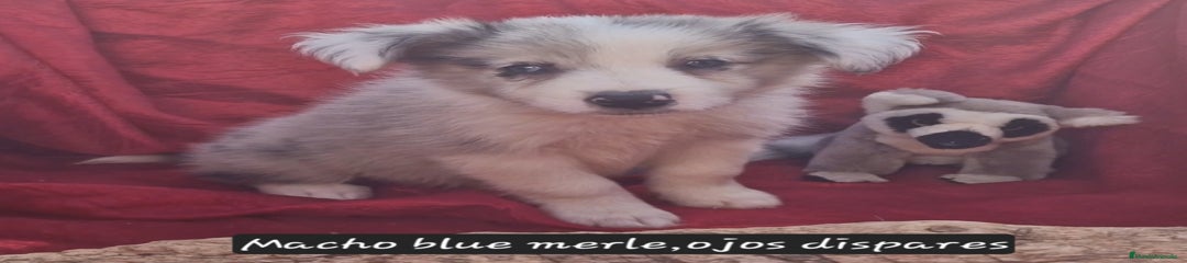 Border Collie Cachorro 4