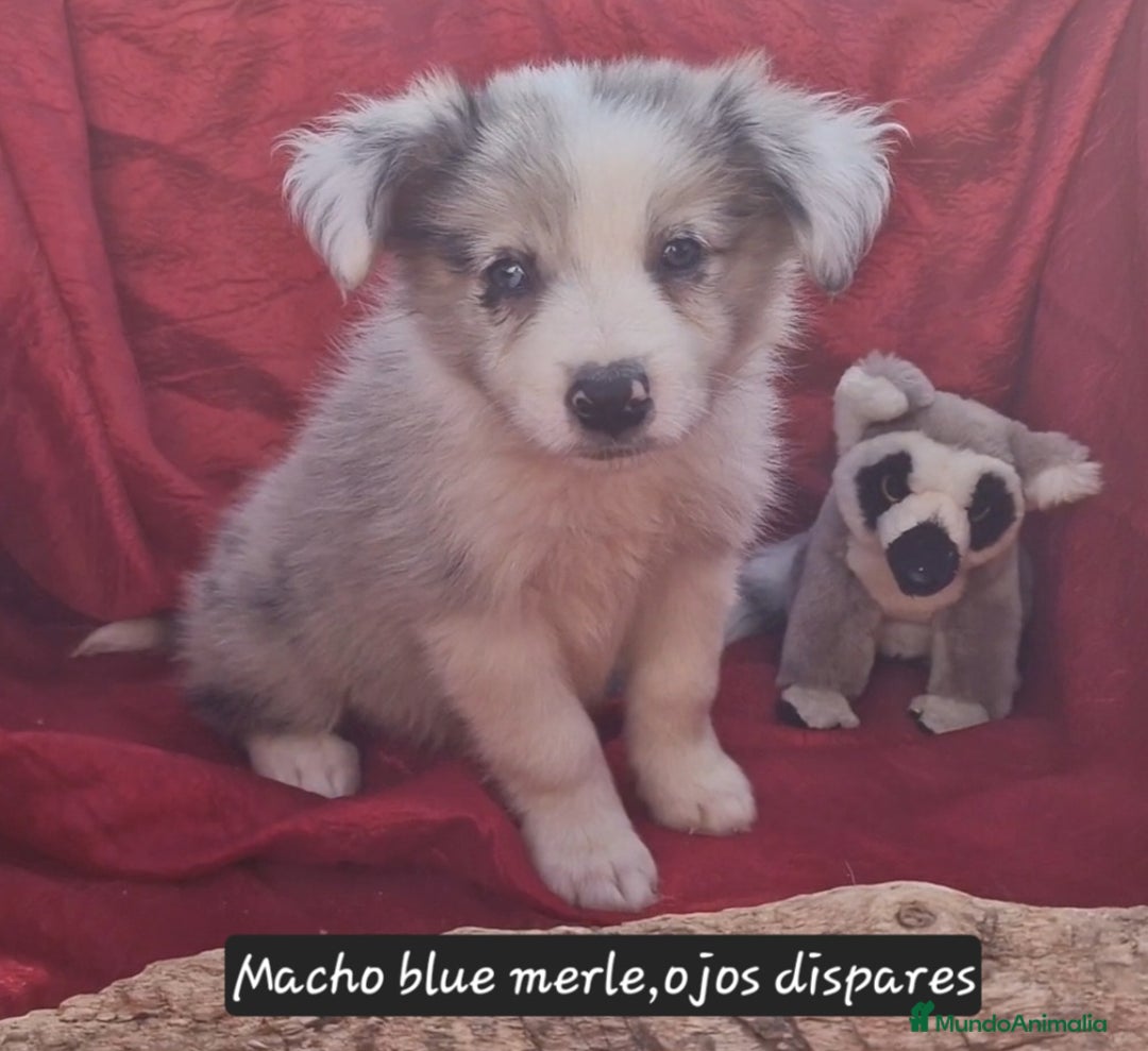 Border Collie perros en venta: Border collie clásico machos y hembras - Imagen 1
