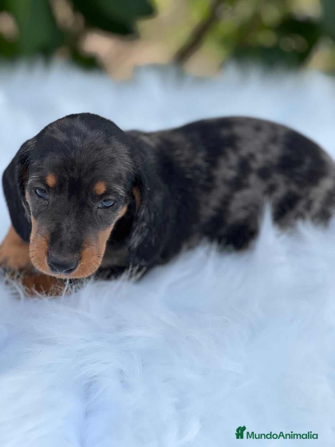 Teckel Miniatura perros en venta: Tecker arlequín  - Imagen 5