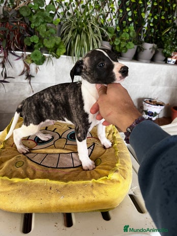 Whippet perros en Badajoz - Anuncio 7