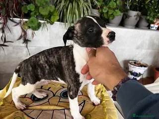 Whippet perros GALGOS WHIPPET //// MEJOR SELECCIÓN en Badajoz - Anuncio 6