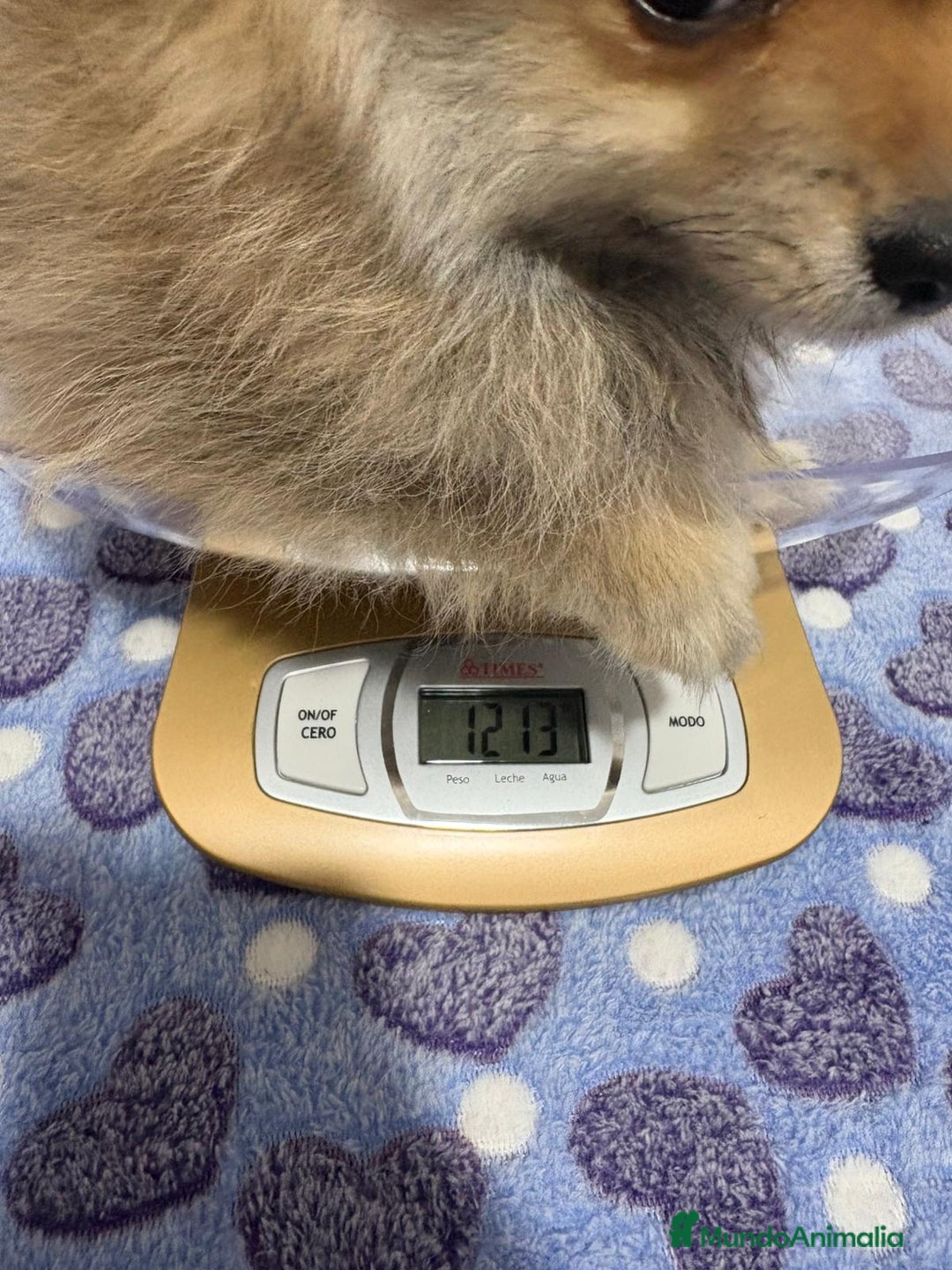 Pomerania perros en venta: Lulu pomerania  - Imagen 6