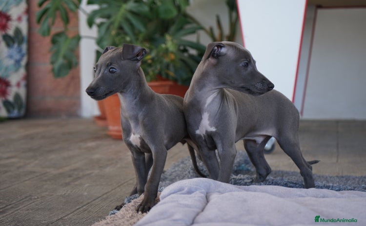 Pequeño Lebrel Italiano perros - Anuncio 3