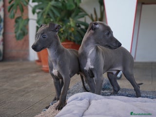 Pequeño Lebrel Italiano perros - Anuncio 2