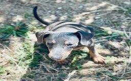 Pinscher Alemán perros en venta: PINSCHER ALEMÁN OPORTUNIDAD - Imagen 6