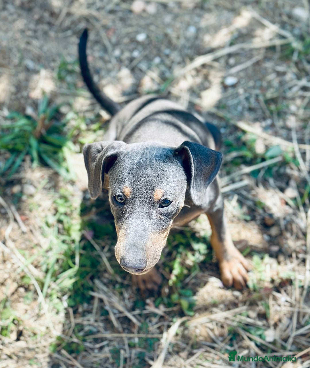 Pinscher Alemán perros en venta: PINSCHER ALEMÁN OPORTUNIDAD - Imagen 6