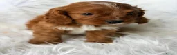 Cavapoo perros en venta: CAVAPOO CALIDAD MUY ROJOS - Anuncio 5