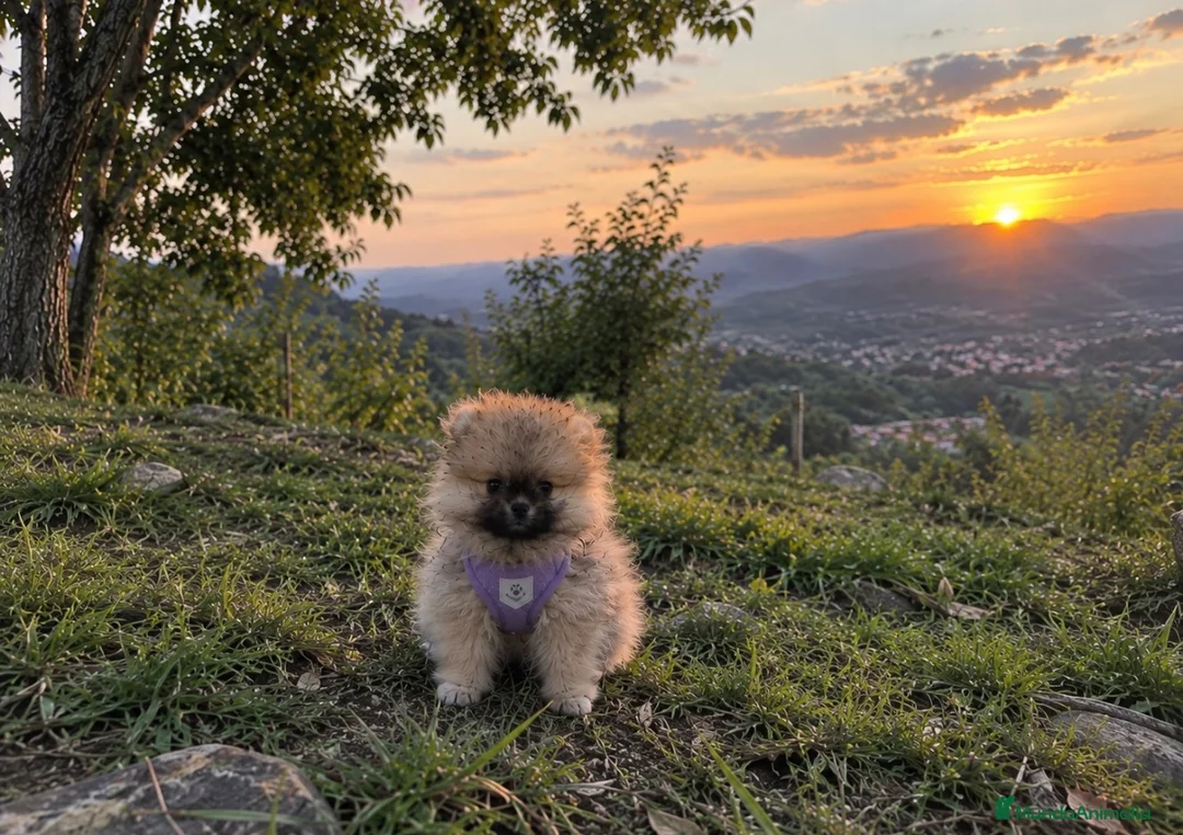 Pomerania perros en venta: Pomerania  - Anuncio 2