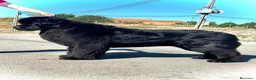 Terranova perros en venta: DISPONIBLES CACHORROS DE TERRANOVA - Anuncio 3