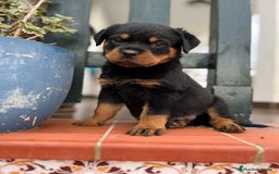 Rottweiler perros en venta: ROTTWEILER macho y hembra - Imagen 12