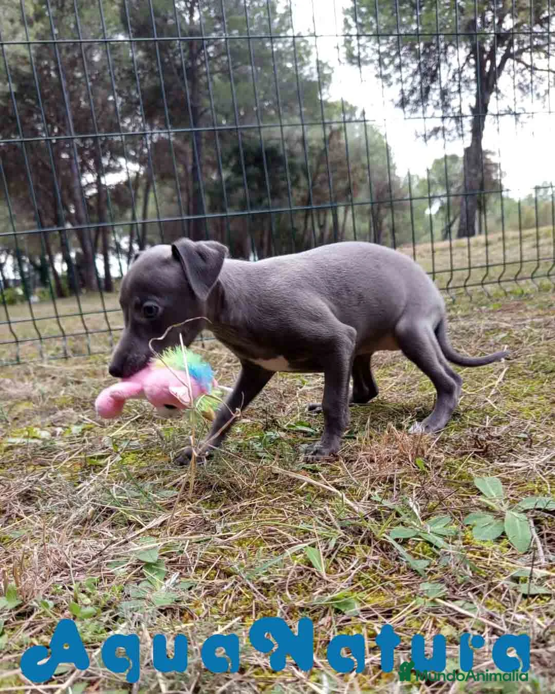 Pequeño Lebrel Italiano perros en venta: Lebrel Italiano Hembra 2 de AB y Omega AQUANATURA - Anuncio 2
