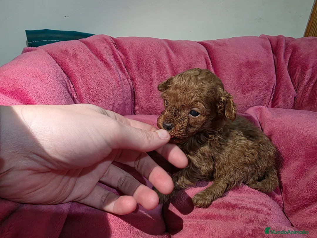 Caniche Toy perros en venta: Cachorrita Caniche toy roja - Anuncio 1