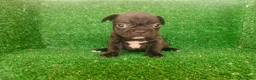 Bulldog Francés perros en venta: Bulldog francés  - Anuncio 13