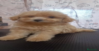 Caniche Toy perros - Anuncio 2