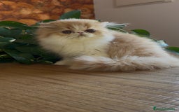 Persa gatos en venta: Hembra bicolor roja  - Imagen 2