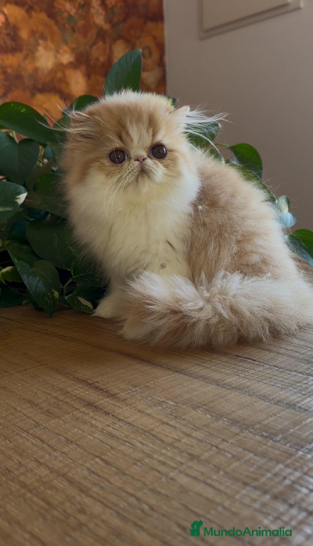 Persa gatos en venta: Hembra bicolor roja  - Imagen 2