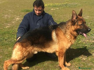Pastor Alemán perros Cachorro de Pastor Alemán en Madrid - Anuncio 3