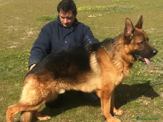 Pastor Alemán perros Cachorro de Pastor Alemán en Madrid - Anuncio 10