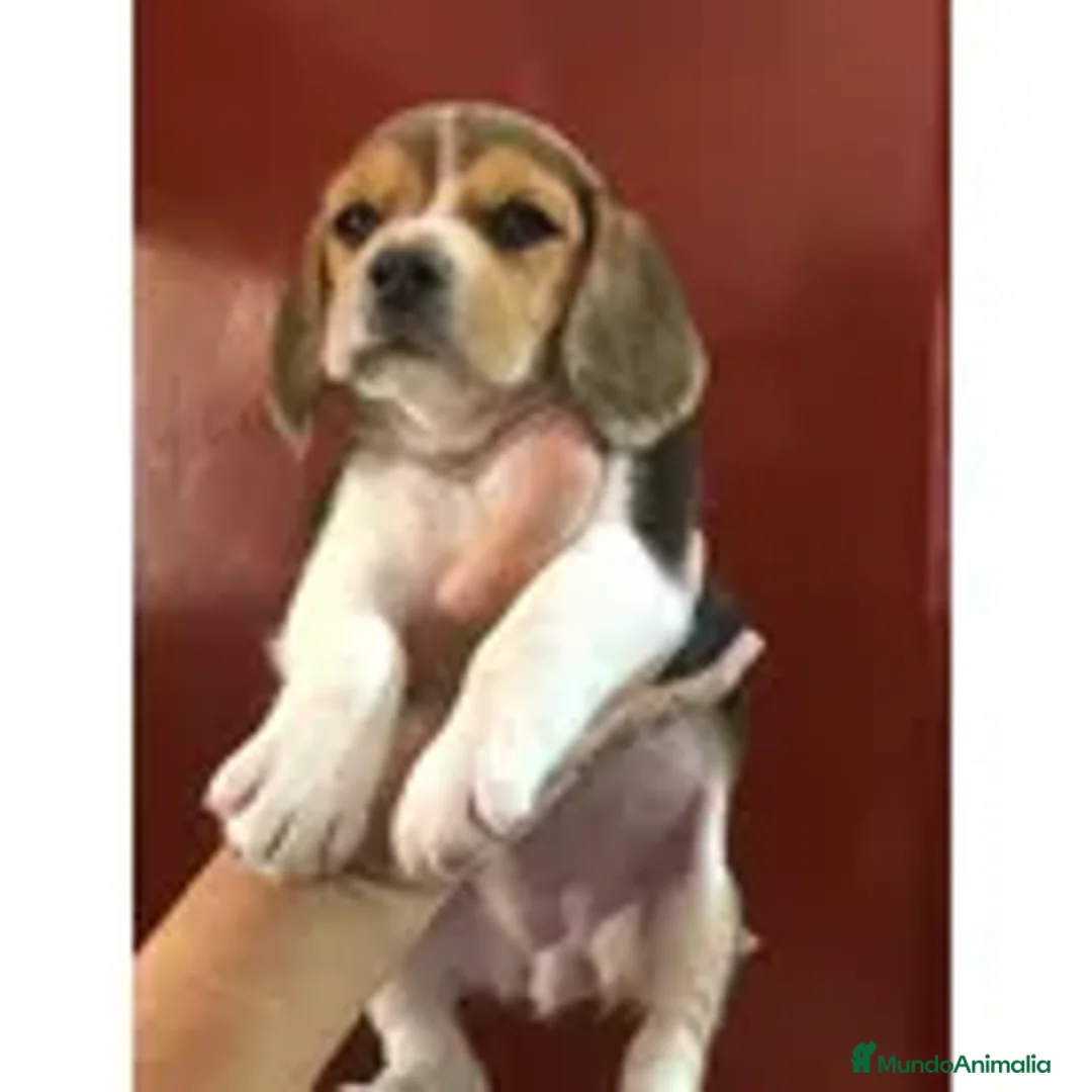 Beagle perros en venta: cachorrillos beagle preciosos !!! - Anuncio 2