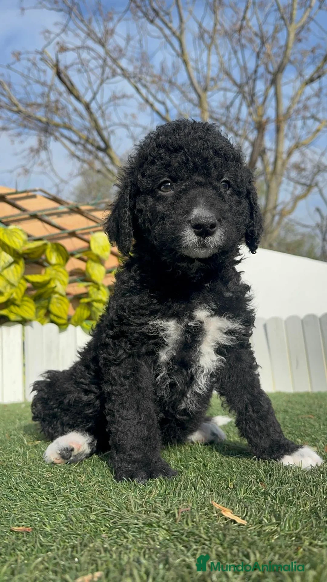 Perro de Agua Español perros en venta: PERRO DE AGUA ESPAÑOL-LISTO PARA ENTREGAR - Anuncio 12