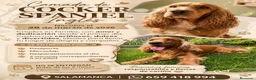 Cocker Spaniel Inglés perros en venta: Precioso cachorro de Cocker Spaniel Inglés dorado  - Anuncio 2