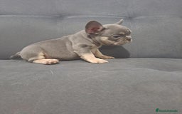 Bulldog Francés perros en venta: BULLDOG FRANCÉS /// CRÍA SELECTA  - Anuncio 4