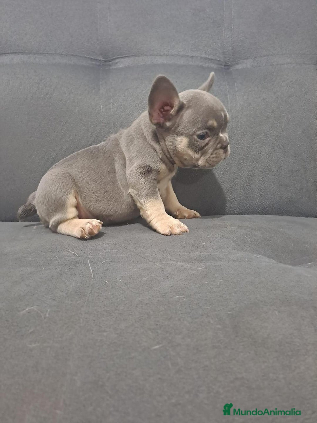 Bulldog Francés perros en venta: BULLDOG FRANCÉS /// CRÍA SELECTA  - Anuncio 4