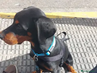 Dobermann perros Camada de doberman - Anuncio 1