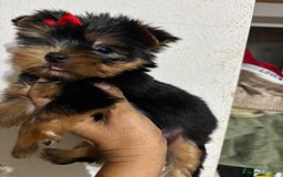 Yorkshire Terrier perros en venta: Yorkshire toy  - Anuncio 1