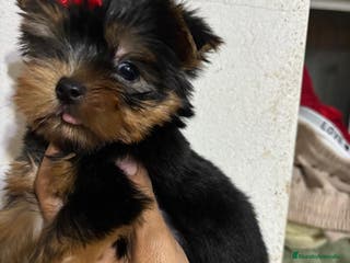 Yorkshire Terrier perros Yorkshire toy - Anuncio 23