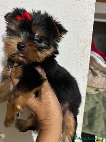 Yorkshire Terrier perros Yorkshire toy - Anuncio 4