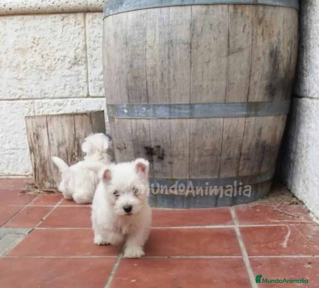 Imagen de galería {{count}}