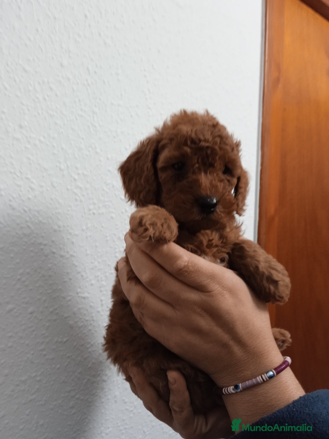 Caniche Enano perros en venta: Camada de caniches toy y enano  - Anuncio 3