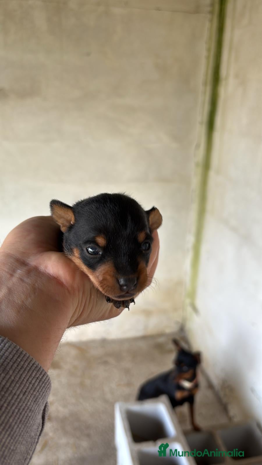 Pinscher Miniatura perros Pinscher disponibles para reservar en Sevilla - Anuncio 3