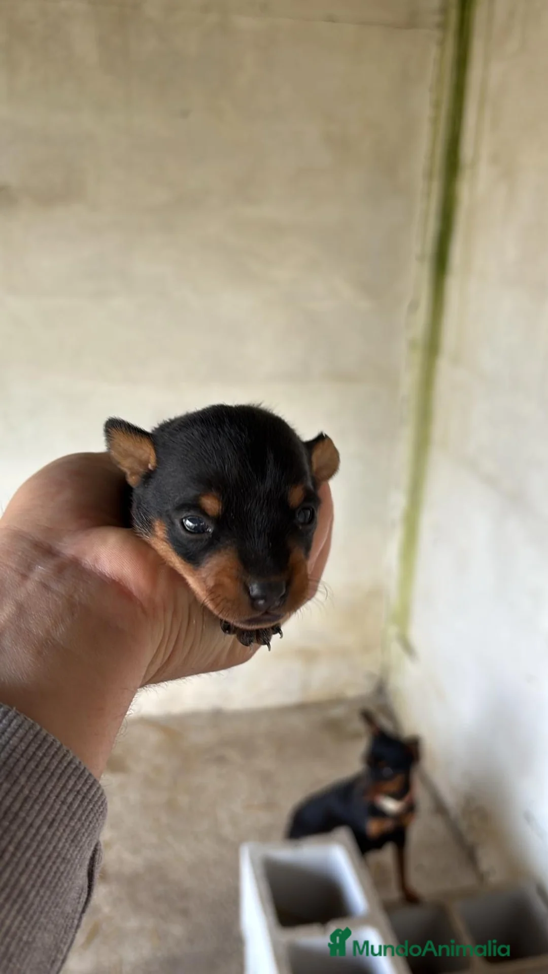 Pinscher Miniatura perros en venta: Pinscher disponibles para reservar en Sevilla - Anuncio 1