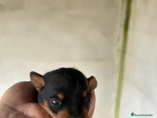 Pinscher Miniatura perros Pinscher disponibles para reservar en Sevilla - Anuncio 3