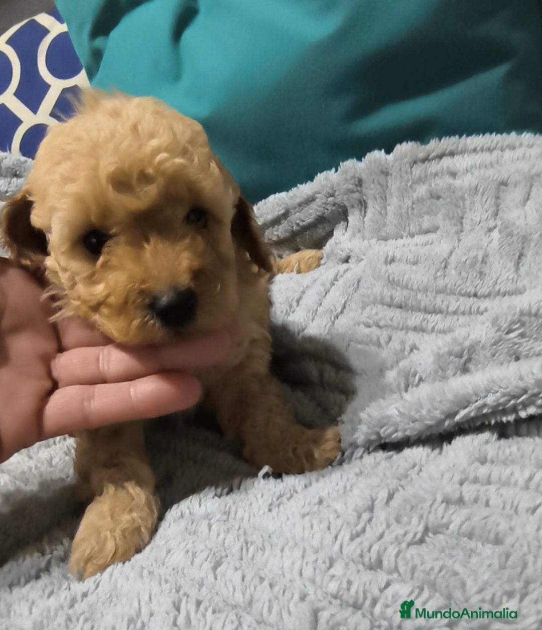 Caniche Enano perros en venta: Caniches en Curtis La Coruña  - Imagen 3