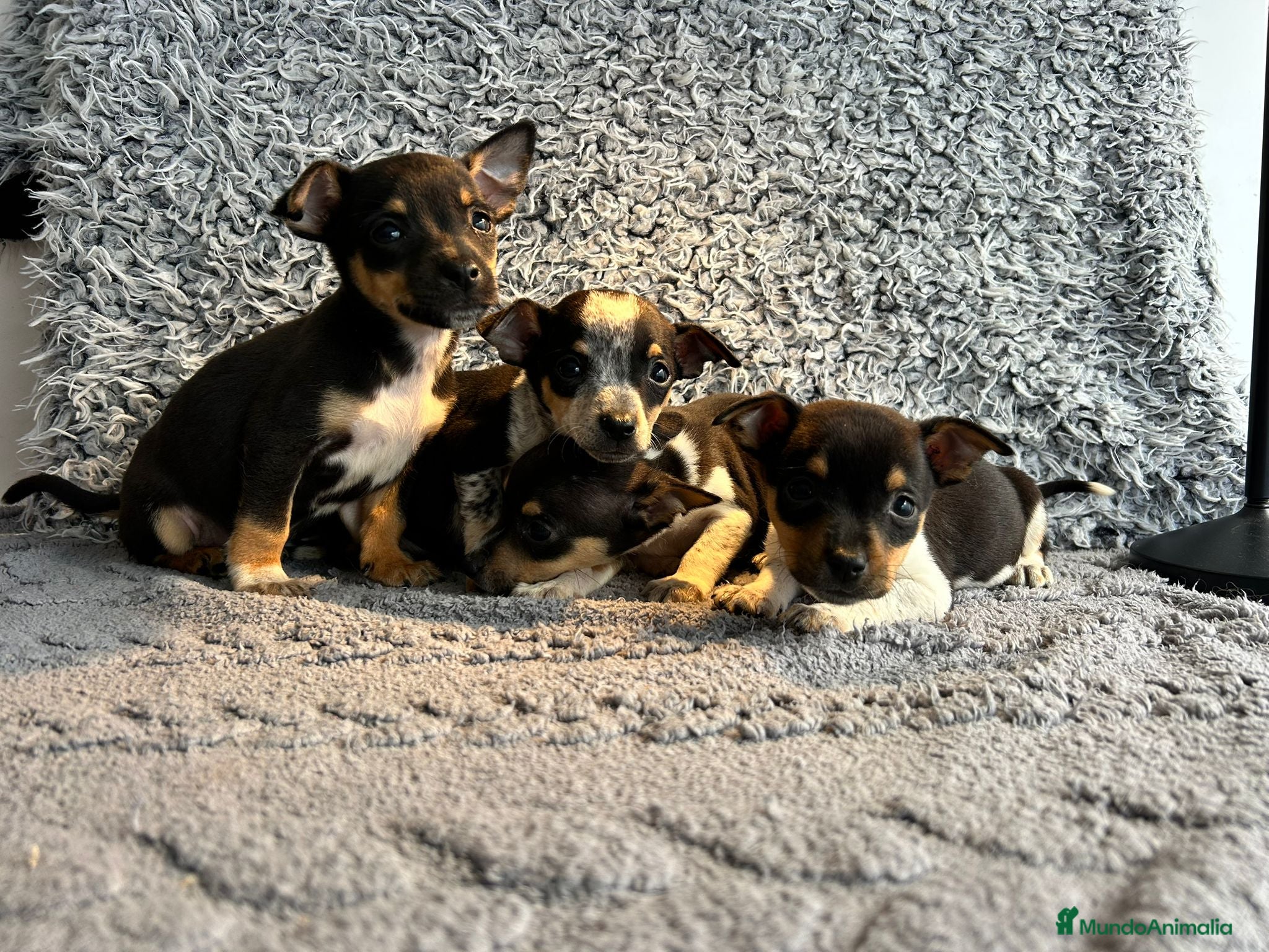Chihuahua perros Chihuahua machos  - Anuncio 2