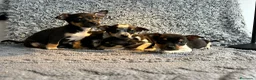 Chihuahua perros en venta: Chihuahua machos  - Anuncio 1