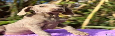 Weimaraner Cachorro 2