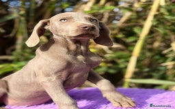 Weimaraner perros en venta: Braco de weimar, Weimaraner - Anuncio 3