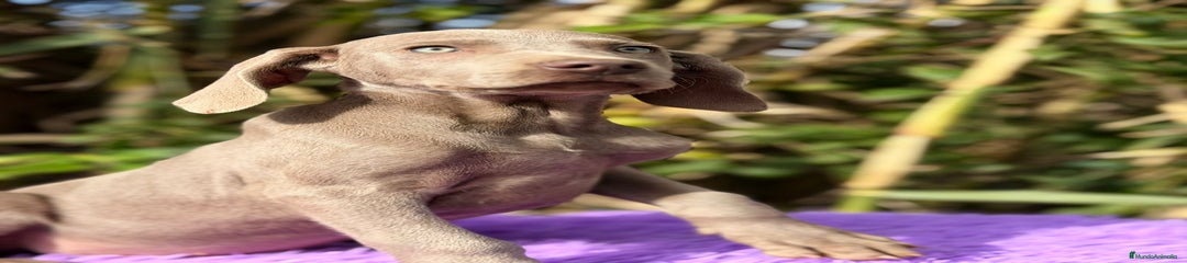 Weimaraner Cachorro 2