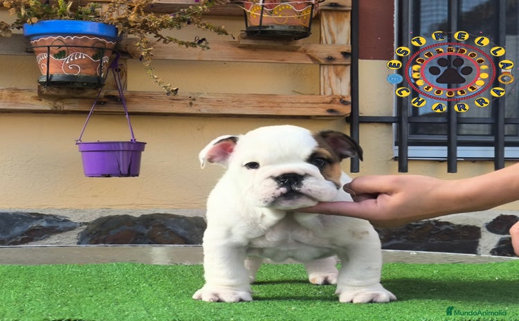 Bulldog Inglés perros Bulldog ingles de calidad  - Anuncio 1